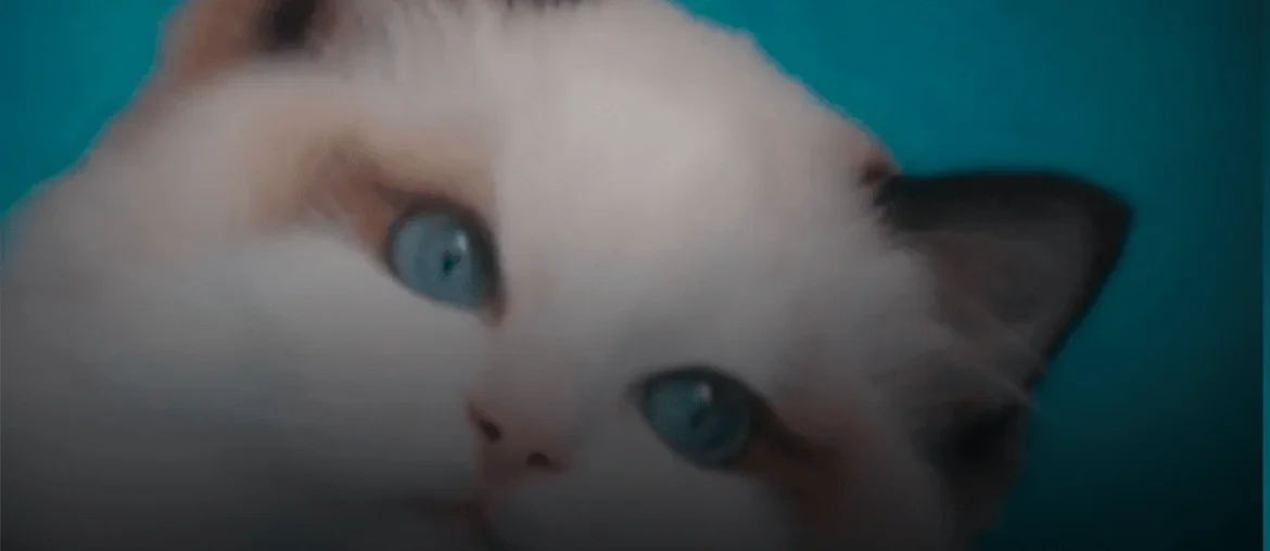 Blue Lynx Bicolor Ragdoll featured image