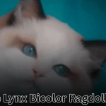 Blue Lynx Bicolor Ragdoll featured image