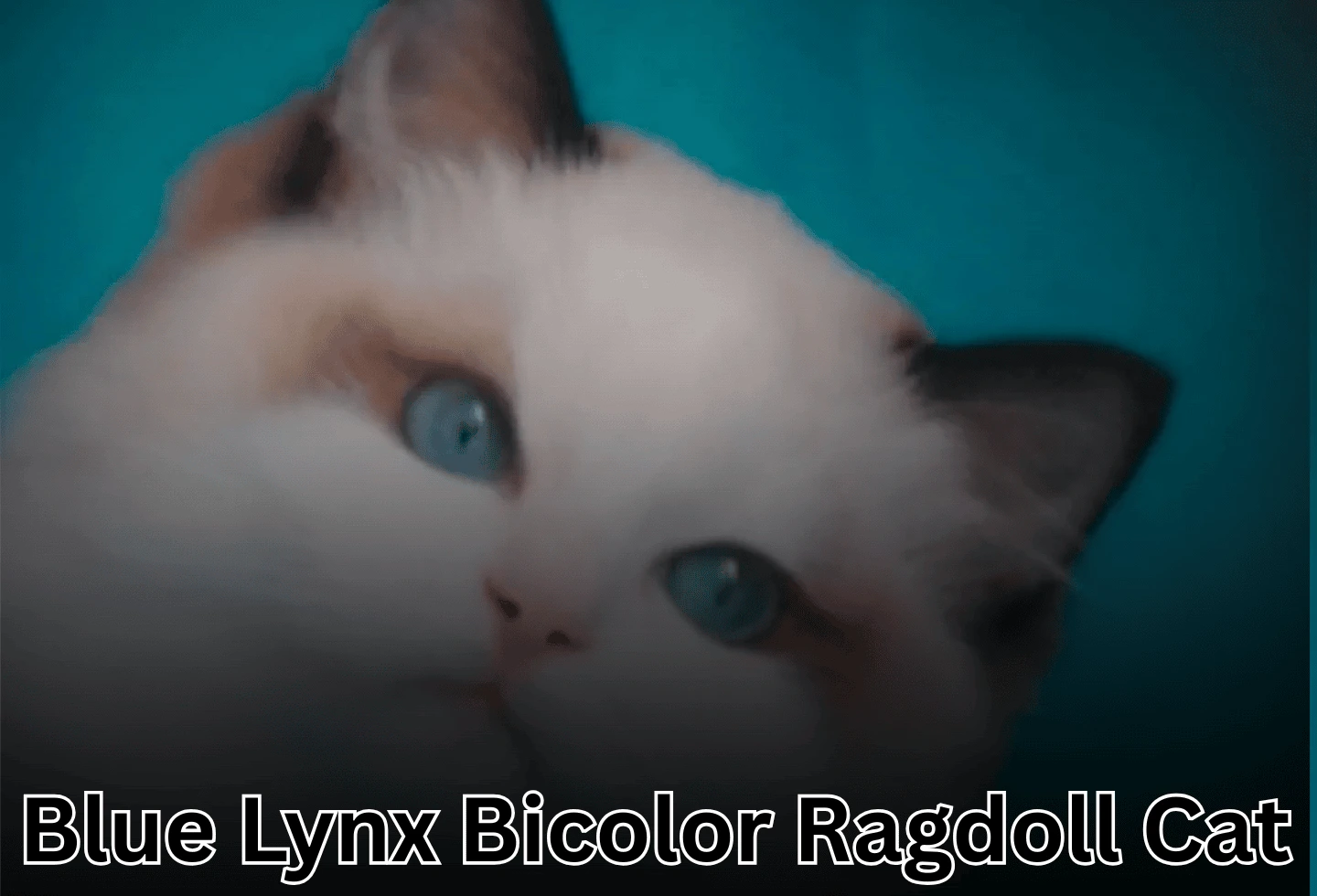 Blue Lynx Bicolor Ragdoll Cat Blue Lynx Bicolor Ragdoll featured image