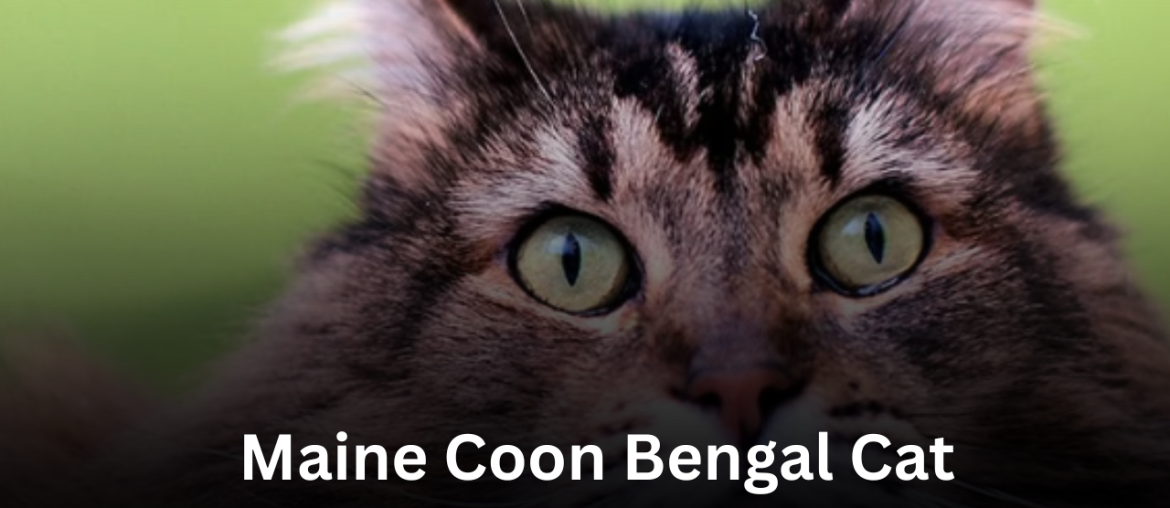 Maine Coon Bengal Cat: A Complete Guide for Cat Lovers featured image