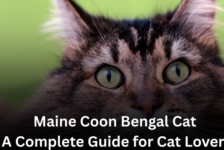 Maine Coon Bengal Cat: A Complete Guide for Cat Lovers Maine Coon Bengal Cat: A Complete Guide for Cat Lovers featured image