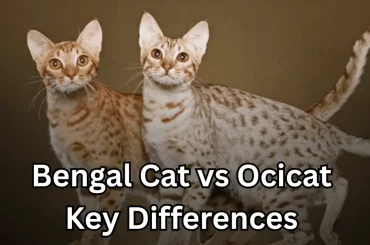 Bengal Cat vs Ocicat: Key Differences, Personality & Care Guide Bengal Cat vs Ocicat: Key Differences, Personality & Care Guide featured image