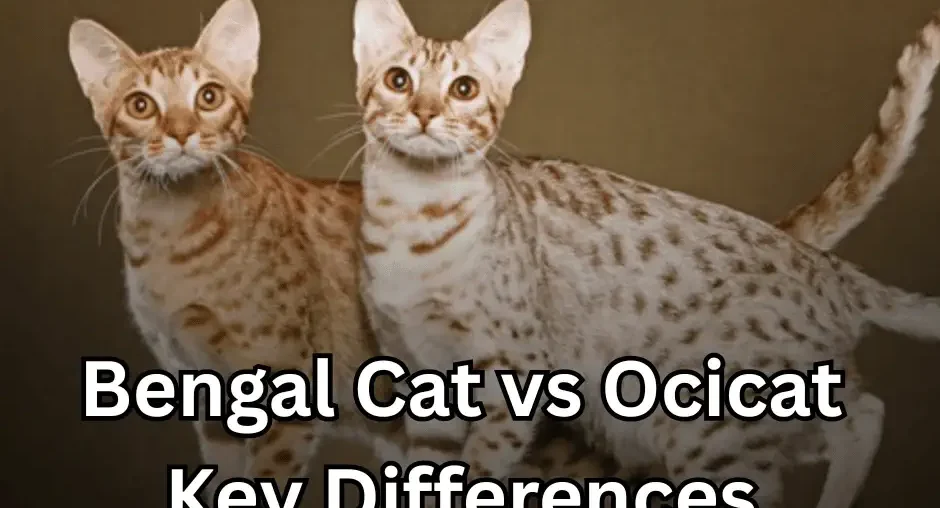 Bengal Cat vs Ocicat: Key Differences, Personality & Care Guide featured image