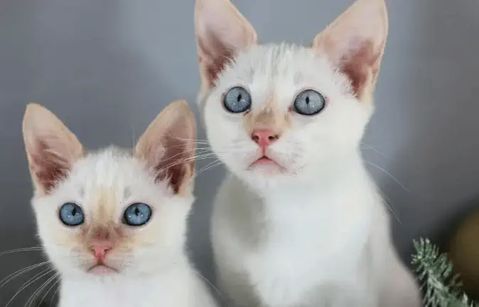 Apricot Point Siamese Cat 