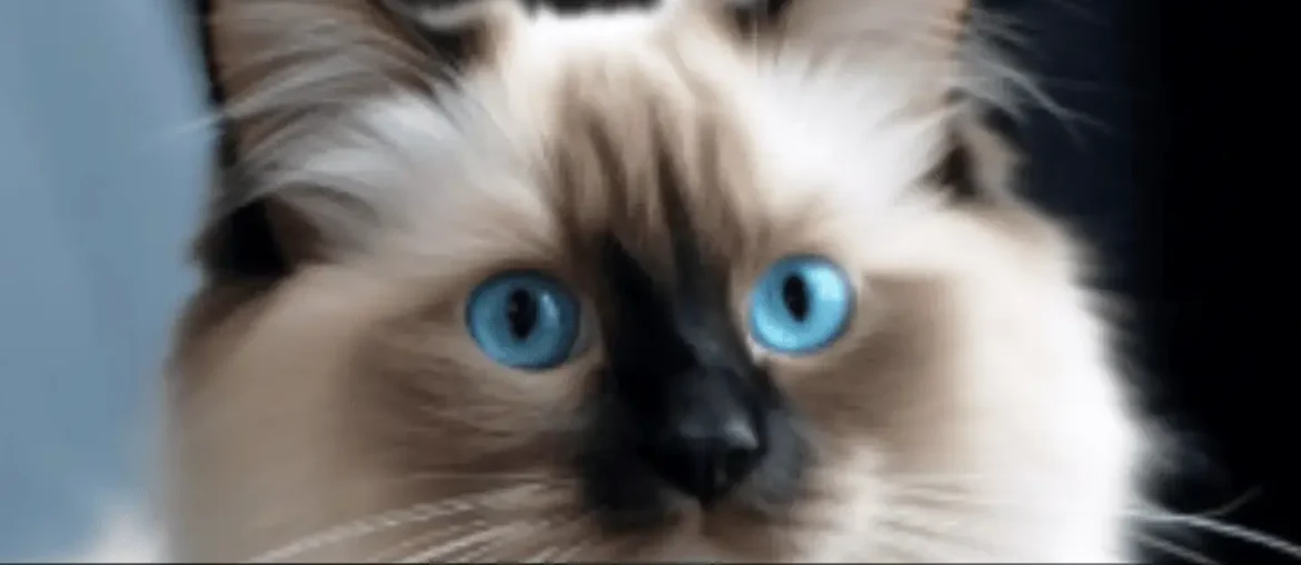 7-Amazing-Facts-About-the-Birman-and-Ragdoll-Mix-You-Need-to-Know featured image