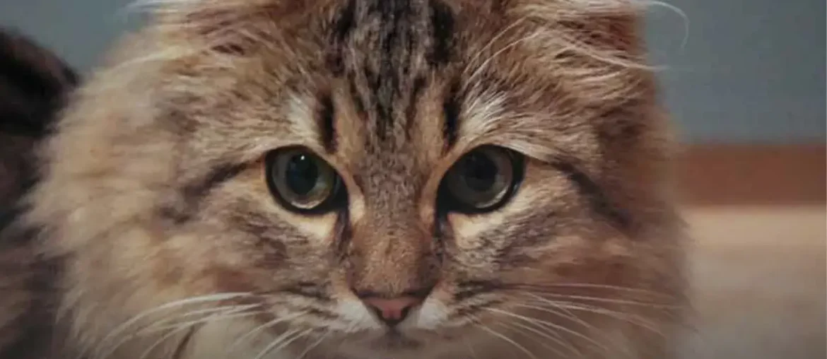 persian maine coon kitten