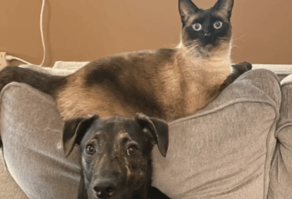 Are Siamese Cats Good With Dogs? The Ultimate Compatibility Guide for Pet Owners