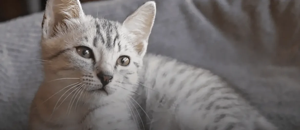 Egyptian Mau Siamese Mix: A Rare and Elegant Hybrid Cat Breed featured image