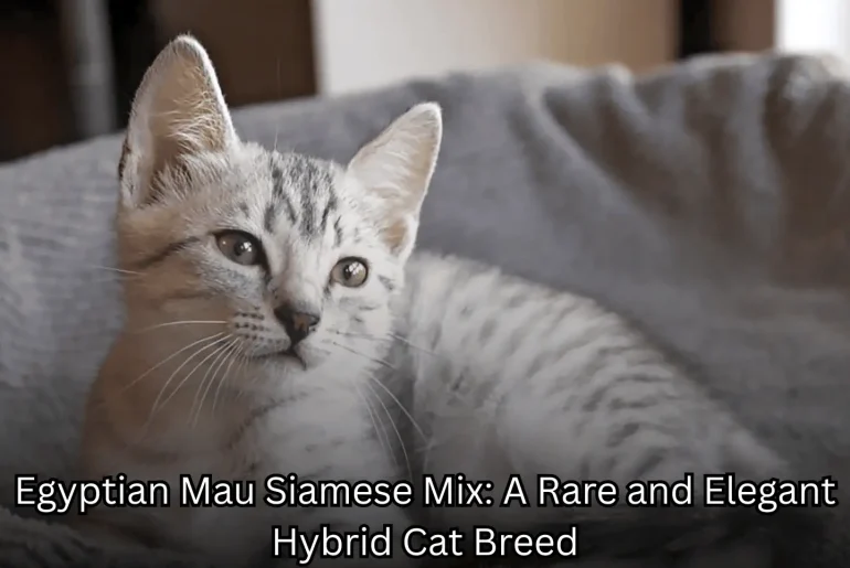 Egyptian Mau Siamese Mix: A Rare and Elegant Hybrid Cat Breed featured image